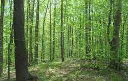 M-115, Tustin, MI 49688