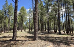 4611 E Monroe Street, Flagstaff, AZ 86004