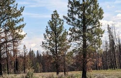 Bull Pine Road, Bly, OR 97622