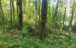 DRIVER Lane, Sky Valley, GA 30537