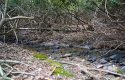 Shady Grove Road NW, Willis, VA 24380