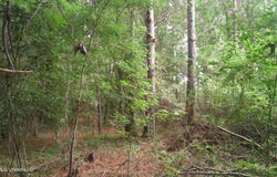 Will Glenn Road, Smithville, MS 38870
