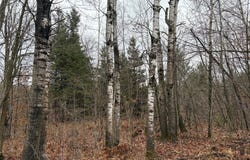 ON Sheep Camp Road, Ladysmith, WI 54848