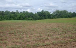 Witt Road, Franklin, KY 42134