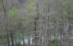 2520 Riverton Rd, Jamestown, TN 38556