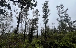 ROAD 4 (IO KEA), Mountain View, HI 96771