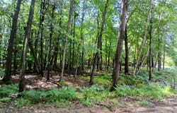 7743 Range Street, Mears, MI 49436