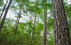 5849 FM 357, Kennard, TX 75847