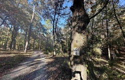 226 Cathedral Pines Ln, Mena, AR 71953