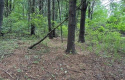 Todd Rd, Gilboa, NY 12076