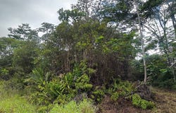 40TH AVE, Keaau, HI 96749