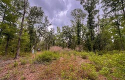 110 NE 770th St, Old Town, FL 32680