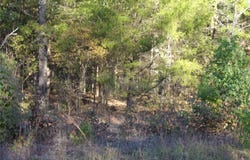 Woodcreek Drive, Murchison, TX 75778
