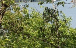 Lots 18 & 19 Piney Bay Village lot: 18-19, London, AR 72847