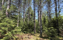 On WILSON SCHOOL ROAD, Tomahawk, WI 54487