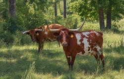 1420 State Route 14, West Plains, MO 65775