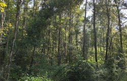 Jw Jones, Oak Vale, MS 39656