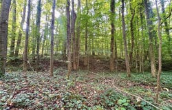 8101 Deverow Court, Lewisville, NC 27023