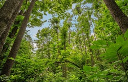 Dunham Road, Vanderbilt, MI 49795