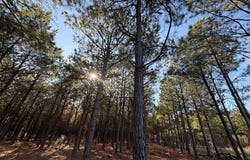 CR 3774, Queen City, TX 75572