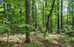Trail Ridge Drive, Marion, NC 28752
