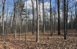 25 Acres, Lowndes, MO 63951