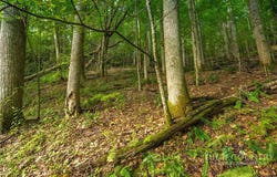 Wasatch Drive, Boone, NC 28607