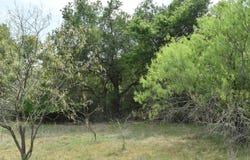 Mitchell Road, Kosse, TX 76653