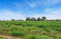 1591 Hauck Meadows Dr, Frederick, CO 80504