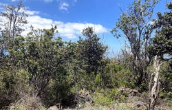 PINEAPPLE PKWY, Ocean View, HI 96737