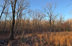 808 Coyote Trail, Pocahontas, AR 72455