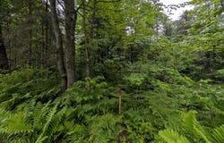 DAVIES RD lot: 2, Phelps, WI 54554