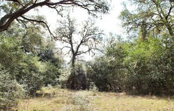 TBD Lobo Lane, Columbus, TX 78934