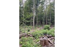 State Highway M-117, MI 49868