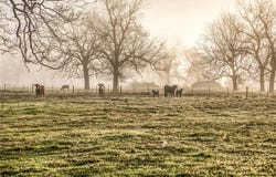 0000 Steck Bottom Road, SEALY, TX 77474