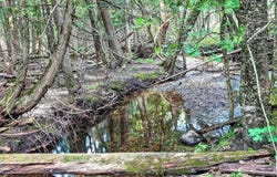 8530 Toad Lake Road, Ellsworth, MI 49729