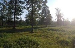 Tract 08 TBD Whittington Homestead, Story, AR 71970-9999