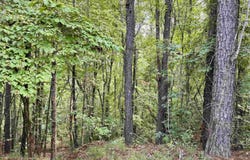 LANE BRANCH ROAD lot: 19.28 Acres, WEDOWEE, AL 36278