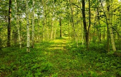 180th Street, Milaca, MN 56353