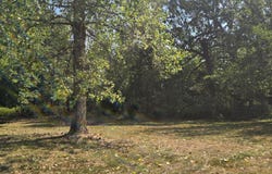 6348 Lawrence 1207, Ash Grove, MO 65604