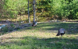 Canal Road lot: 34, Wakefield, NH 03872