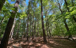 Parcel 40 REVELLS NECK Road, WESTOVER, MD 21871