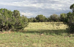 74 N 6311, St. Johns, AZ 85936