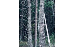 360 Bootleg Bend lot: 2182, Guild, TN 37340