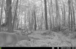 Curwensville Grampian Rd WP001, Grampian, PA 16838