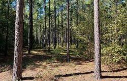Kitchings Road, Williston, SC 29853