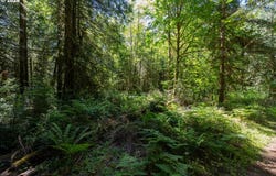 1781 E Sunset Hill Rd, Shelton, WA 98584
