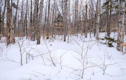 Markham Mountain Road, Andover, VT 05143