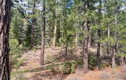 856 Prospector Drive lot: 13, Clio, CA 96106