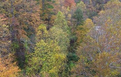 Roy Hill Rd., Hindman, KY 41822